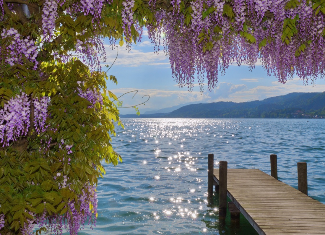 Blauregen am Steg in Pörtschach am Wörthersee